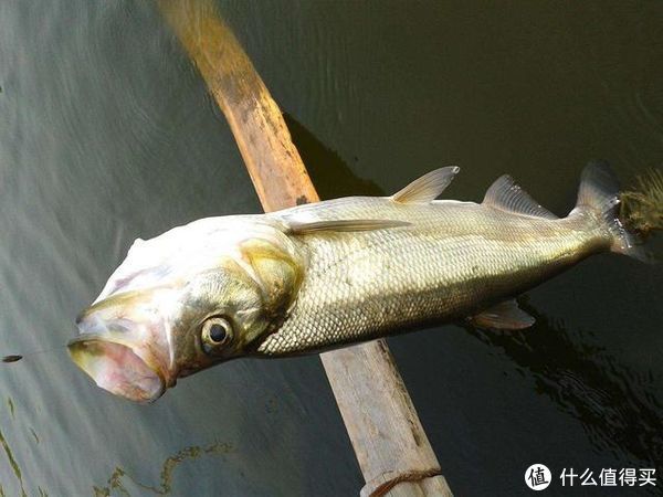钓位|初夏野钓翘嘴鱼,这3个技巧值得遵循,把握好了让你渔获满满