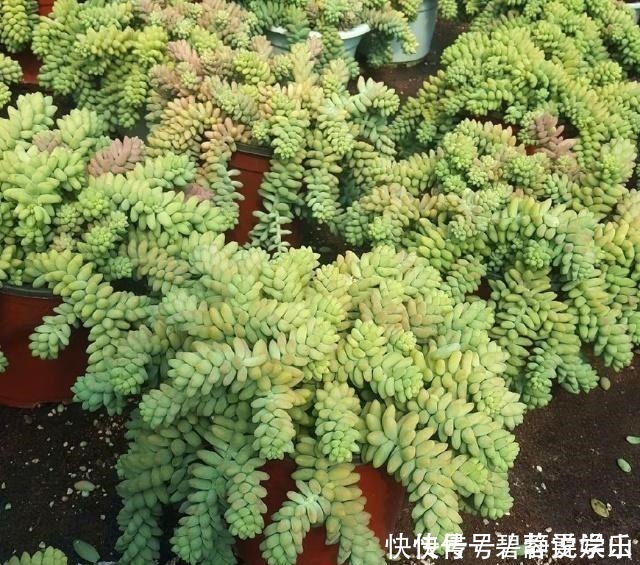 张大妈家的“多肉”又爆盆了,给看得“眼红”了