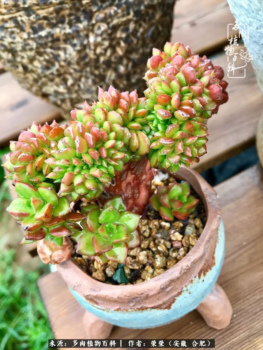 初秋时节,度夏后的多肉陆续回归!偷偷上了一层淡妆!