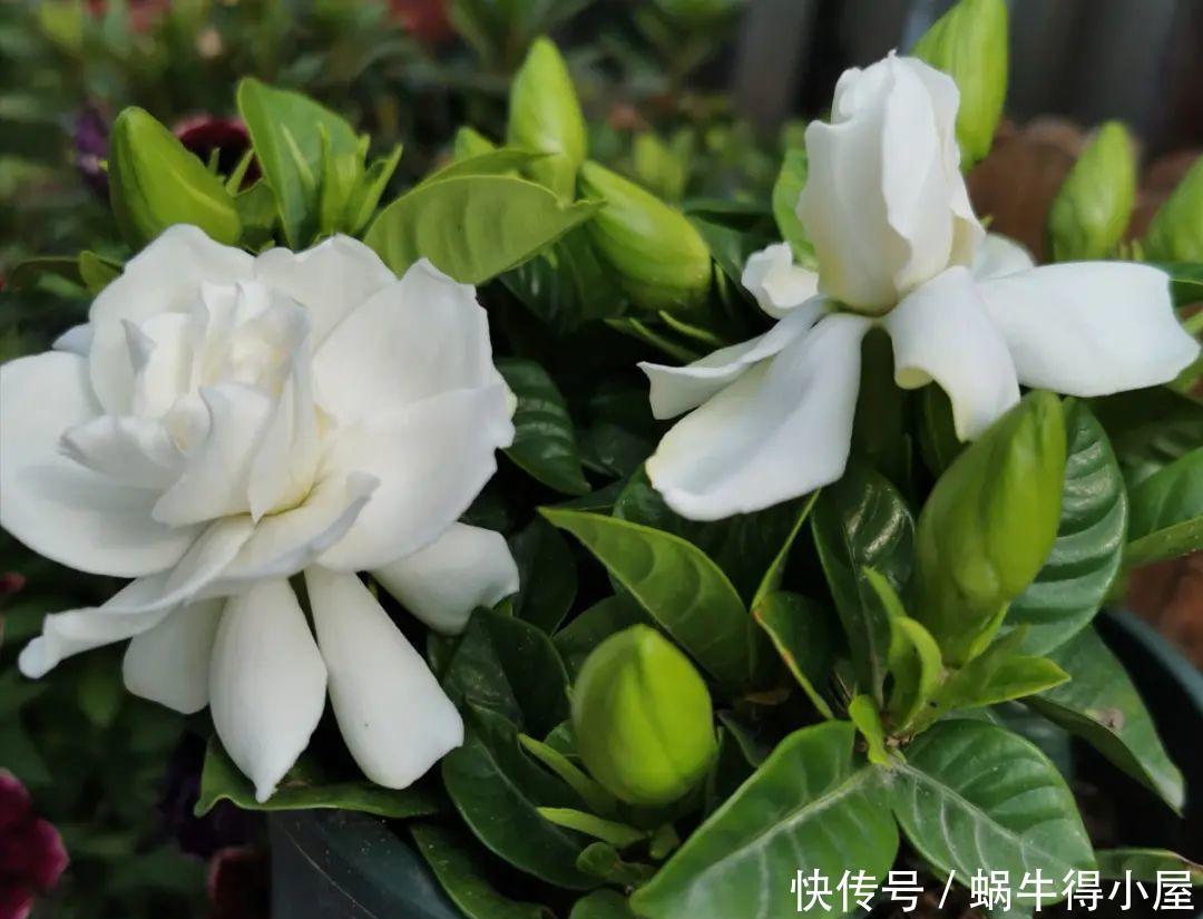 牡丹|这现在不能换盆的花,土一松就没命,白养大半年