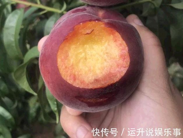 它是“最贵”果树,沾土就活,比苹果好吃10倍,种一盆来年吃不完