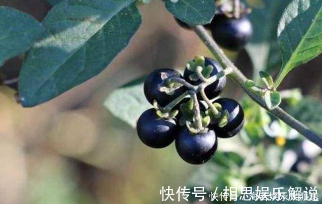 黑星星|此花药用可抗癌,果实酿酒十分美味,象征着穿越了千年的爱