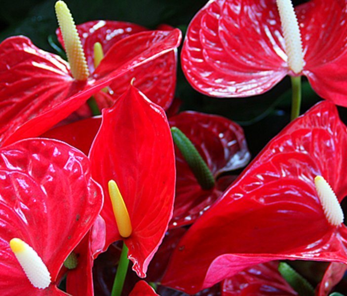 4种花“花期超长”,随便养一种,赏花赏一年,你养了吗