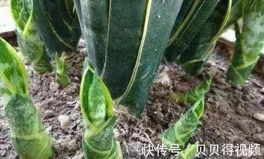 吃剩的橘子皮别乱扔,拿来养花有5大好处,此些你都知道吗