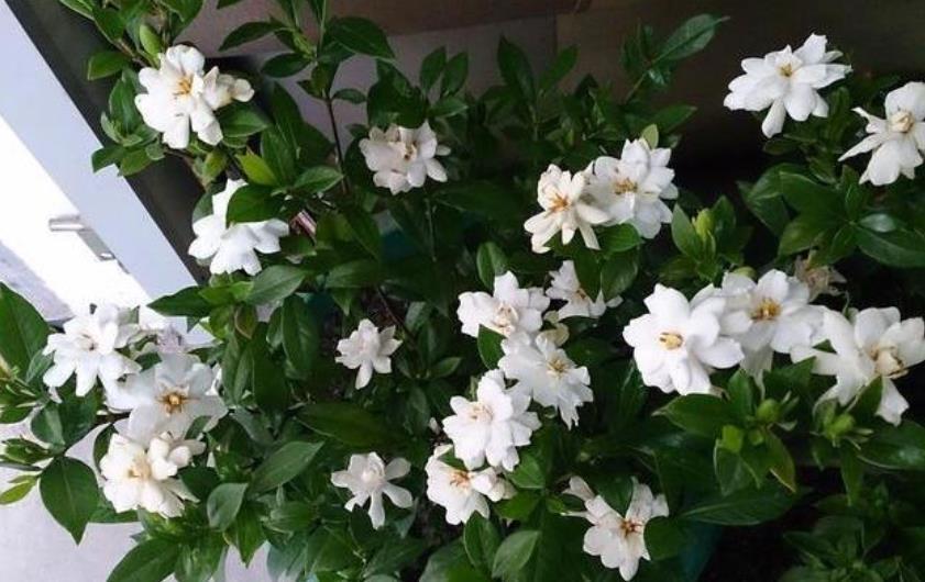 养花就养这几款，一年四季开不停，颜色漂亮又好养，真值！