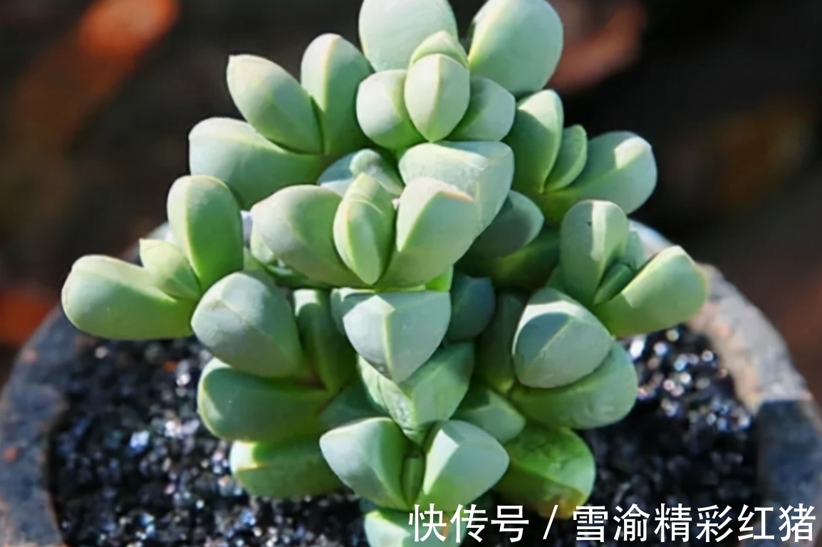 9种多肉长相很奇特,家里养上一盆,新奇又别致