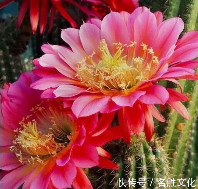 花海|4种“懒人”盆栽花,浇水就疯长,给点阳花就灿烂,给你一片花海