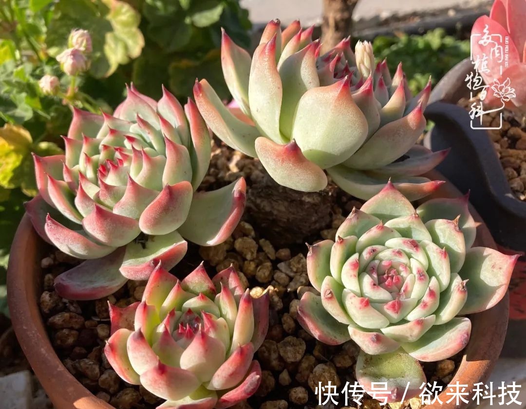 柴米油盐的日子,养几盆多肉吧,为生活添几抹色彩!