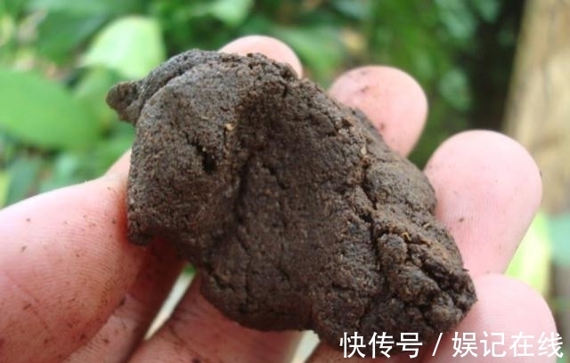 淘米水、啤酒水都别用, 老花农只用它泡水, 什么花都能浇, 疯长