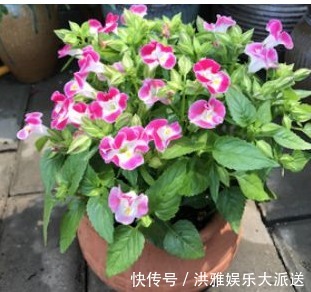 叶片|夏季养花容易死！教你以下四个小窍门，花开爆盆，不用愁