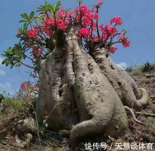 天气冷,六种花要“干养”,少水多晒才健壮,养成老桩更旺家