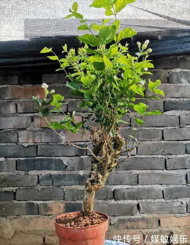 4种“陷阱”花,不适合新手,花店遇到要避开,别白花买花钱