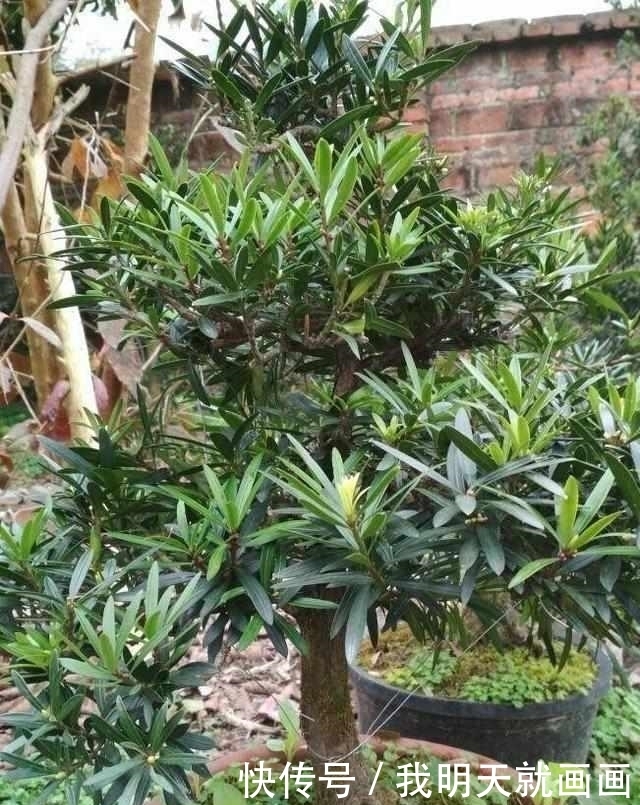 罗汉松树苗|大爷把罗汉松盆景弯一弯，价格翻几番！