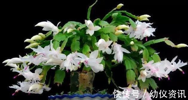 浇水|蟹爪兰怎么养才能开花蟹爪兰催花小妙招,养好了一年可开3次