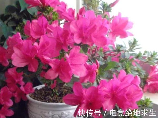 浇灌|冬天怎么养护杜鹃花，注意4点，花开满枝头