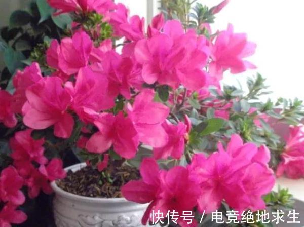 冬天怎么养护杜鹃花,注意4点,花开满枝头