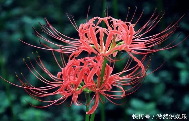 彼岸花如此美艳,却被日本人视为幽冥之花,深扒它的前世今生