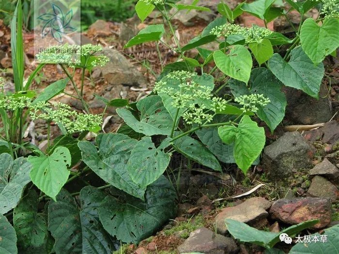 疮疡肿毒|飞龙接骨,见过吗?用于扭伤骨折、腰肌劳损、坐骨神经痛