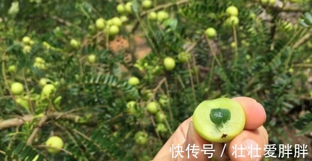 树苗|这野果吃一口忘不了,一口苦,二口酸,三口回甘,药食两用价值高!