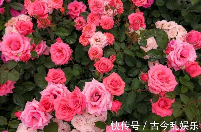 虫害|家里的花草爱生虫生病?盘点养花常用药,不再白花钱