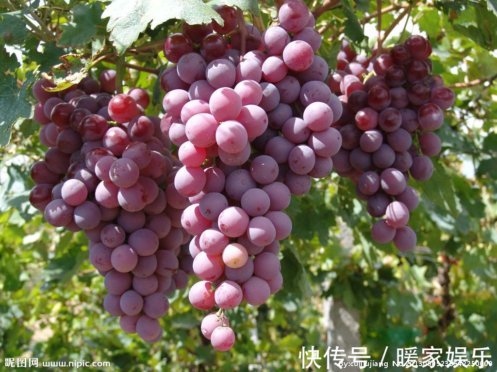 糖尿病人|立秋后,吃葡萄好处多,但一类人不能多食,记得告诉家人