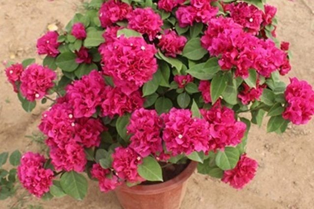 花卉|养花20年花卉重来不长虫子!竟然是用了这种办法!花卉疯长!