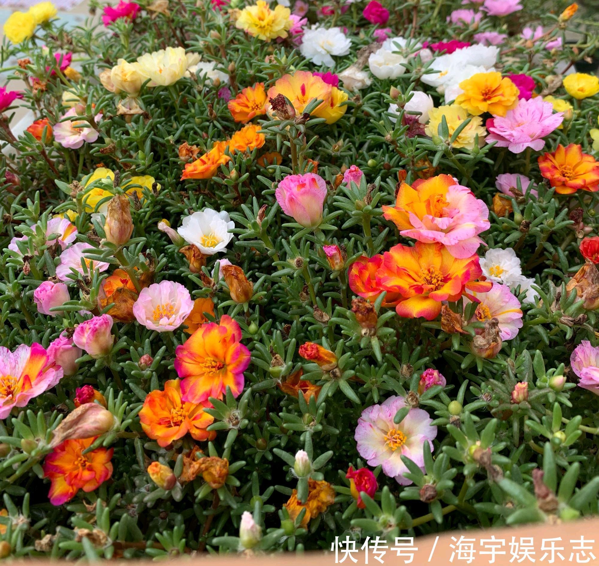 我有一个花园小院,秋季月季开花尚好,草花开爆盆