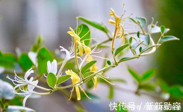 家里有条件养这3种花，开花漂亮价值高，一克就能几百元