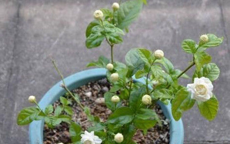 在家养护茉莉花,需要注意这几点,避免黄叶不开花