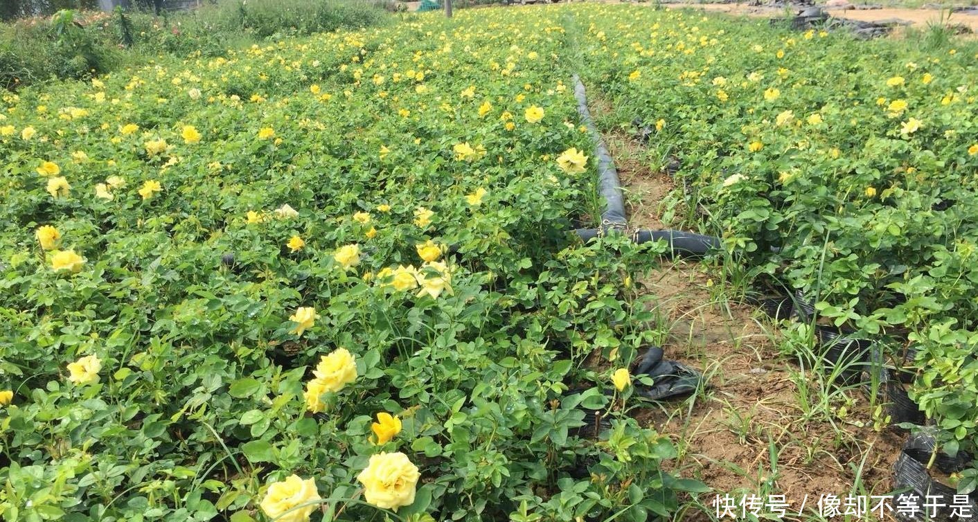 月季|月季缓苗——史上最全攻略！