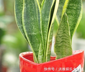 卧室里最适合放这三种绿植,空气清新睡眠无忧,赶快试试吧