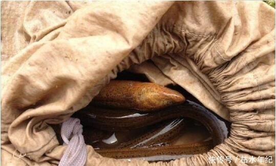 兴奋|乡下大叔藕田里挖藕,竟挖出惊喜,大叔可兴奋坏了