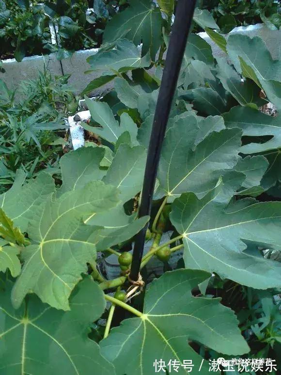 花友|这种水果枝条阳台一插,1年就挂果,果实太多压弯枝!