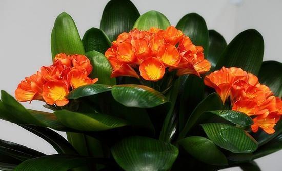 君子兰喝3种“营养水”,“5箭齐发”拔高个,蹭蹭开花不夹箭