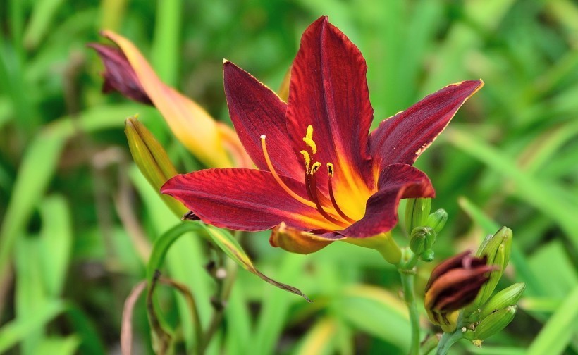 生肖鸡|生肖鸡,生于以下几个月,就不要身在福中不知福!