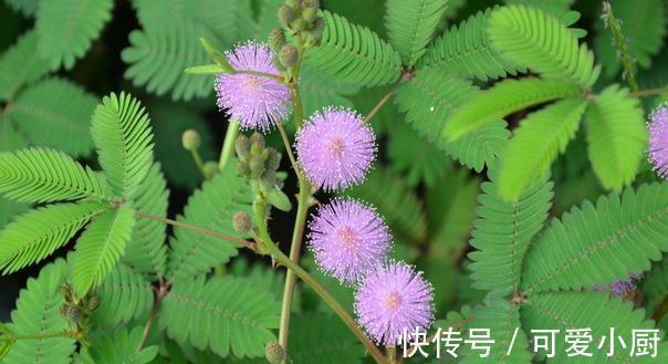 家有此草如有一宝，此草不仅能够在家对人撒娇，还可准确预测地震