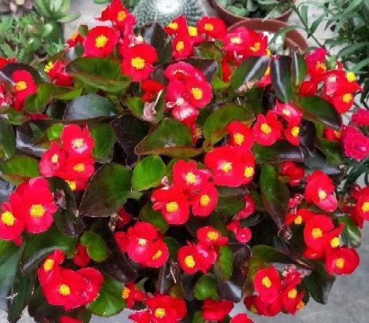 浇灌|淘米水浇花甭大意、随便!学会正确用法,养花才能盆盆长得旺