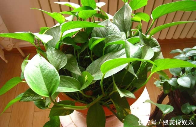 绿萝也要补营养,浇水的时候加一点,叶子不黄有精神!