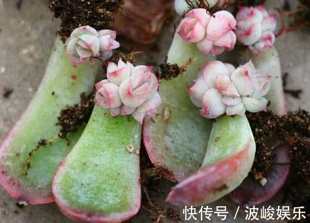 多肉叶插总是不成功叶插多注意3个方面,叶插也能轻松存活