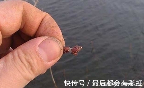 鲫鱼|打窝2天后再去钓鱼,每一条鲫鱼都很肥,是野生鲫鱼?