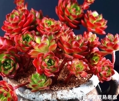 蒂亚|多肉蒂亚穿裙子长得丑?做好这件事,由绿变红,养成小老桩!