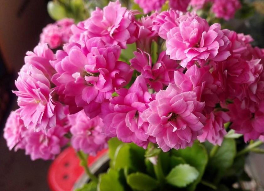 养长寿花,“这1招”做好了,比施肥还管用,花开一茬茬,长爆盆