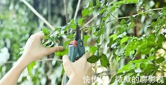 养花3分靠管,7分靠剪,6种必备的修剪小知识,你了解嘛