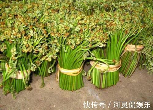 农村|被誉为“山菜之王”的野菜,农村山坡上很常见,城里人表示吃不起