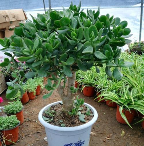 冬季养玉树做好三点,枝干粗叶片绿,姿态迷人