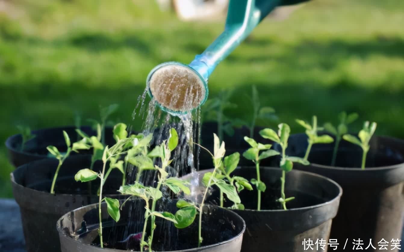 花友们|为什么有人养花能事半功倍？诀窍就是多实践这3点