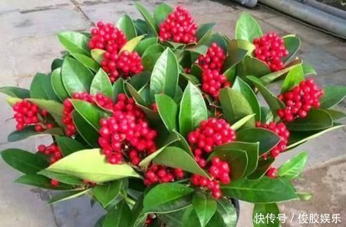 种花|4种花,个个都是高颜值,比“玫瑰”好看,开花量大、花期长