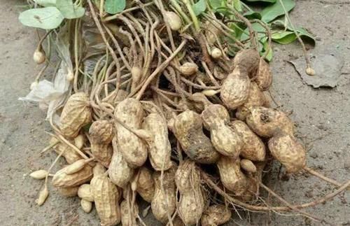 “生吃花生”的危害为什么那么大？很多人不知道，还以为是补品！