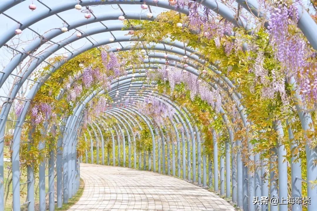 马鞭草|月月有花看，季季有花开！这个“花的世界”惊艳你的一年四季！