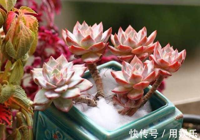 gt|看一眼就入“多肉坑”,这10种高人气多肉,外表太可爱了!
